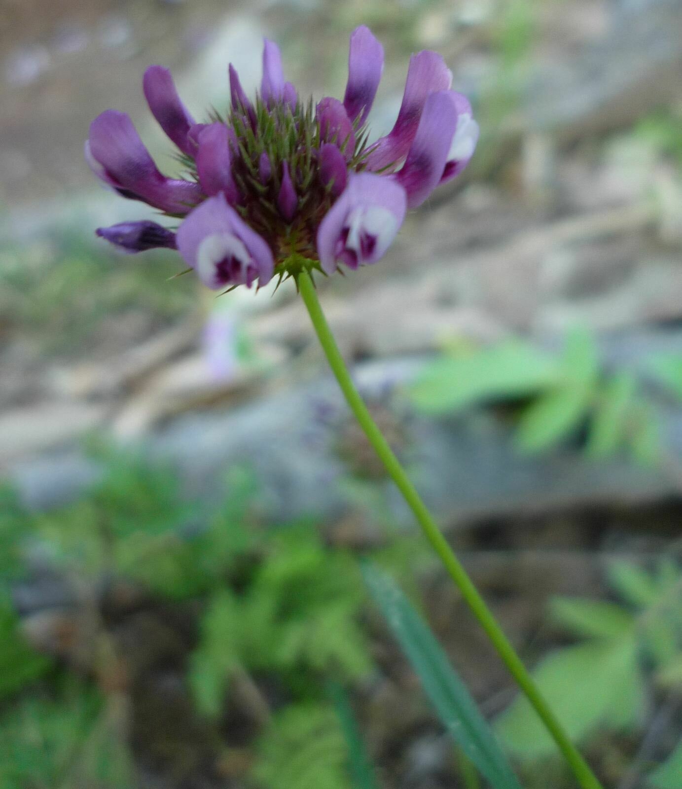 High Resolution Trifolium willdenovii Flower